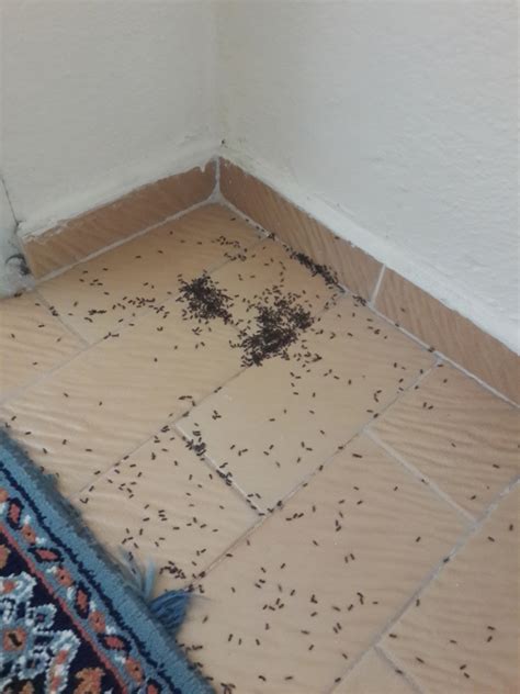 eve giren karıncalardan nasıl kurtulurum